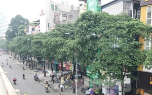 Hà Nội sắp di chuyển loạt cây hoa sữa cổ thụ khỏi phố Nguyễn Chí Thanh?