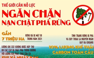 Thế giới cần nỗ lực ngăn chặn nạn chặt phá rừng