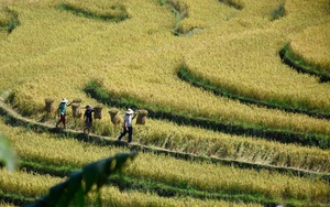 Ngắm cánh đồng lúa chín vàng tuyệt đẹp trên lưng chừng núi ở Quảng Ninh