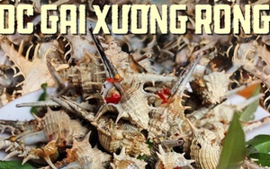 Loại ốc nổi tiếng của Phú Quốc có giá 270.000 đồng/kg