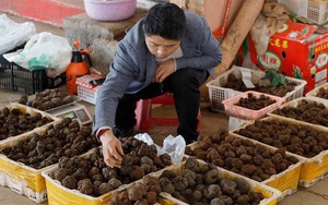Một ngày ở chợ nấm Côn Minh - nơi bán "thức quà của đất" đắt đỏ bậc nhất thế giới