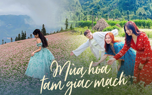 Không chỉ ở Hà Giang, 3 địa điểm cũng có hoa tam giác mạch nở rực rỡ đẹp đến nao lòng