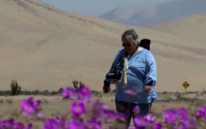 Chiêm ngưỡng “Sa mạc nở hoa” sắp trở thành Công viên quốc gia của Chile