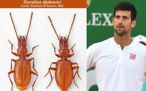 Loài bọ cánh cứng được đặt theo tên tay vợt Novak Djokovic