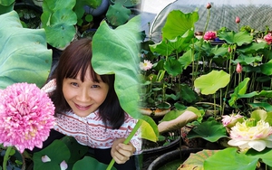 Vườn sen của mẹ Việt trên đất Bỉ: Chủ nhân đầu tư 2 nhà kính, hệ thống sưởi ấm nước