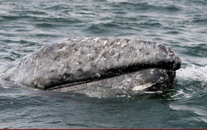 Số lượng cá voi xám dọc theo bờ biển Tây Bắc nước Mỹ giảm gần 40% kể từ năm 2016