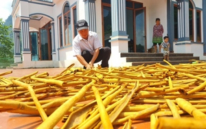 Trồng “cây vàng”, thanh niên người Mông trở thành tỷ phú