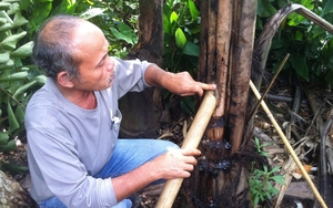 Việt Nam có 1 loại cây lạ có thể uống trực tiếp từ thân cây, gây nghiện