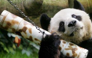 Top 3 loài động vật trông thì có vẻ dễ thương nhưng thực tế lại vô cùng hung dữ