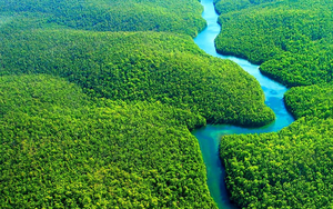 Cần cấp bách bảo vệ rừng Amazon