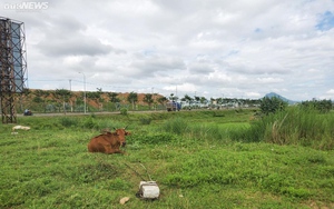 Dự án nghìn tỷ Vườn Phượng Hoàng tại Phú Yên thành bãi chăn bò, nuôi vịt