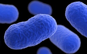 Bùng phát nhiễm khuẩn listeria gây chết người tại Mỹ