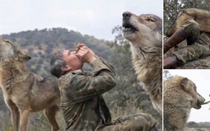 Marcos Rodriguez Pantoja: Người đàn ông được nuôi dưỡng bởi những con sói hoang dã trong 12 năm