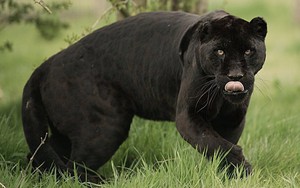 Những sự thật bất ngờ về loài báo đen - nguồn cảm hứng của nhân vật Black Panther