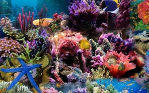 Google sử dụng AI theo dõi "sức khỏe" của các rạn san hô