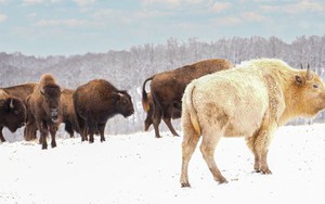 Vì sao bò rừng trắng được coi là biểu tượng thiêng liêng của bộ tộc Lakota?