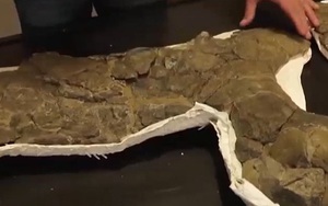 Phát hiện hóa thạch rùa biển to bằng ô tô