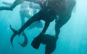 3 'nàng tiên cá' cứu một thợ lặn khỏi chết đuối ở California