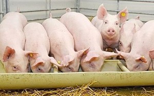 Nhu cầu thịt phục hồi khi Tết Nguyên Đán đến gần, Dabaco, MEATLife, Heo ăn chay, heo ăn chuối có hưởng lợi?