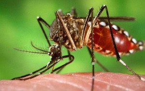 Phương pháp diệt muỗi bằng muỗi đang cho thấy hiệu quả cao