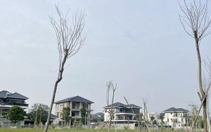 Vì sao gần 550 cây xanh chết khô tại công viên 40 tỷ đồng?