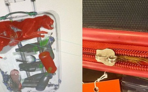 Mỹ: Nhân viên sân bay phát hiện... mèo nằm gọn trong vali