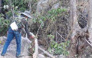 Vì sao cả trăm nhân viên bảo vệ rừng ở Bình Thuận nghỉ việc?