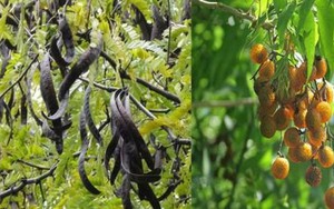 Các nhà khoa học Việt chiết xuất quả bồ hòn tăng hạn dùng cho mỹ phẩm hữu cơ