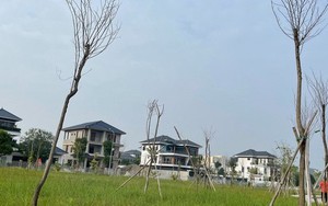 Hàng trăm cây hoa ban chết khô ở công viên 40 tỉ đồng