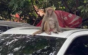 Thông tin mới nhất về con khỉ hoang quậy phá người ở Hà Nội