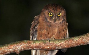 Phát hiện ra loài cú mèo Scops-Owl mới ở Châu Phi