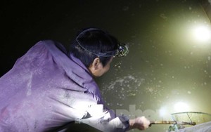 Theo chân người dân rọi đèn vớt đặc sản ùn lên từ đất, kiếm tiền triệu mỗi đêm
