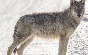 Nhiễm virus lạ, chú sói bỗng có đủ năng lực để trở thành sói đầu đàn