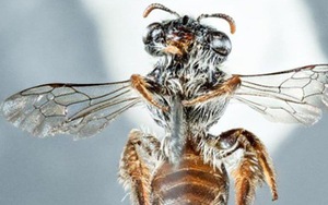 Loài ong mới kỳ lạ với khuôn mặt như 'mõm chó'
