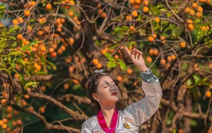 Cây hồng cổ trăm tuổi ở Ninh Bình từng gây sốt khiến du khách được phen "ú òa" vì gắn quả giả