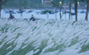 Người dân và du khách mê mẩn mùa lau trắng