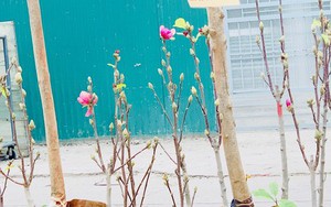 Người Hà Nội chi tiền triệu mua mộc lan chơi Tết sớm