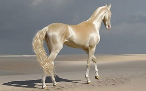 Akhal-Teke: Giống ngựa đẹp mã nhất trên hành tinh