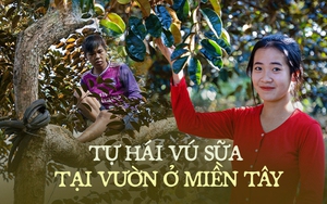 Cuối năm trải nghiệm vào vườn vú sữa tím cực sai quả ở Cần Thơ, vừa ăn vừa hái trái mang về