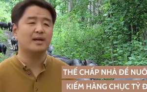 Người đàn ông thế chấp nhà để nuôi lợn 'chạy bộ', bỏ 200 triệu đồng để mua lợn què, bất ngờ thu chục tỷ chỉ sau vài năm