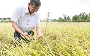 Con đường làm nên hạt gạo ngon nhất thế giới