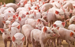 VinaCapital: Trung Quốc nới lỏng “Zero Covid” gây áp lực lên giá thịt lợn Việt Nam