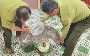 Người dân giao trăn đất cái nặng 53kg, dài hơn 5 mét cho kiểm lâm