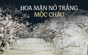 Về Mộc Châu ngắm hoa mận nở trắng trời, người bản địa tiết lộ bí quyết để có bức hình đẹp