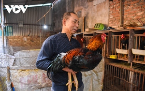 Đặc sản gà Hồ "tiến vua" khan hàng dịp Tết