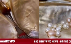 Nuôi một con ngao, người phụ nữ vớt được cả nắm ngọc khi dọn bể