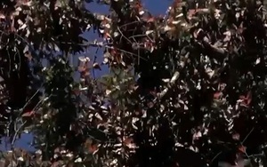 Hàng triệu con bướm vua di trú đến Mexico trú đông