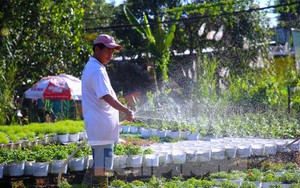 Làng hoa trăm tuổi ở Cần Thơ chuẩn bị hàng nghìn chậu hoa vụ Tết