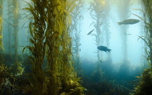 Nước biển ấm lên làm thoái hóa các rừng tảo bẹ