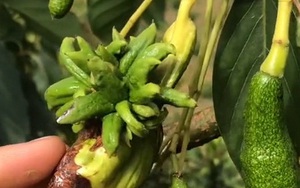 Cây bơ Đà Lạt ra quả đột biến, tưởng như "mối tình vụng trộm" với cây phật thủ khiến ai cũng tròn mắt